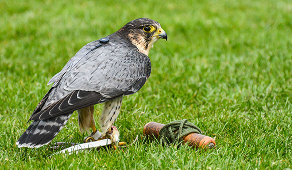 Falconry insurance, onlinetravelcover.com