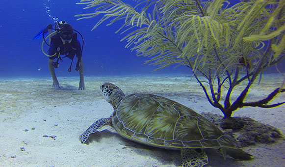 Diving 30m, onlinetravelcover.com